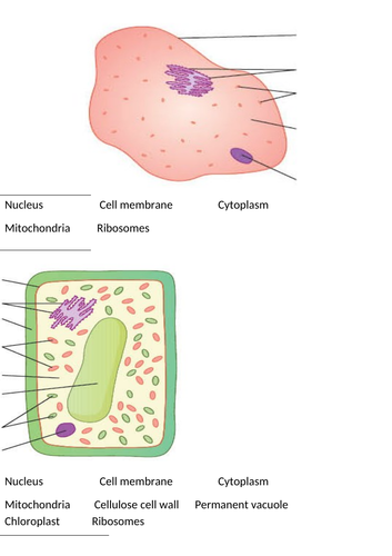 KS3 plant and animal cells | Teaching Resources