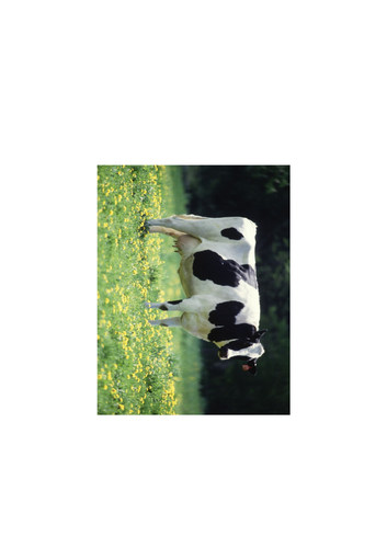 docx, 1.53 MB