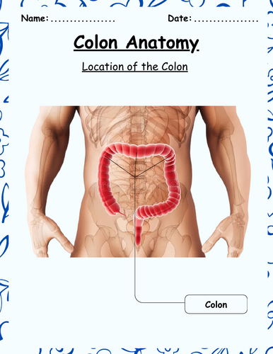 Colon anatomy/Word search/Label /Coloring page/Biology worksheet ...