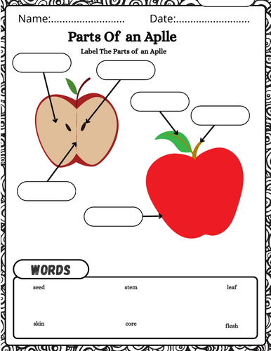 Parts of an Apple Worksheet |Apple Anatomy | Teaching Resources