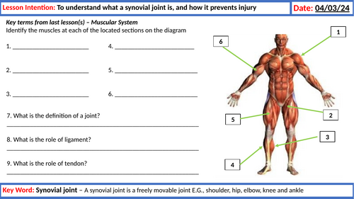 AQA GCSE PE - Musculoskeletal System - lessons, resources, retrieval ...
