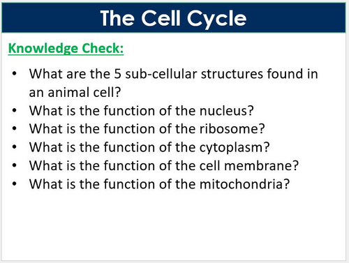 The Cell Cycle