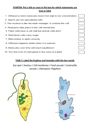 KS3 Year 7 Cell Biology - Unicellular Organisms | Teaching Resources