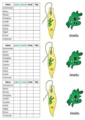 KS3 Year 7 Cell Biology - Unicellular Organisms | Teaching Resources