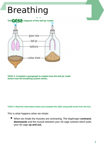 KS3 Year 7 Biology - Structure and Function of Body Systems BUNDLE ...