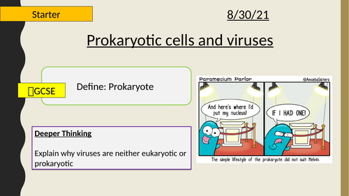 AQA A-Level New specification-3.2.1.2 Structure of prokaryotic cells and of viruses