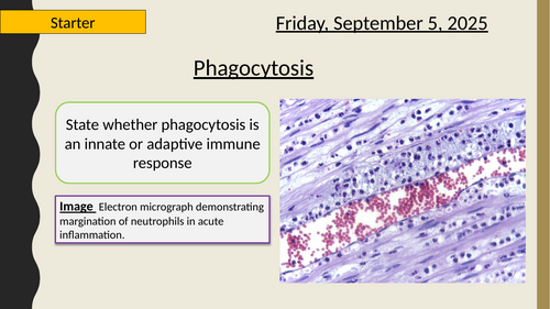 AQA A-Level New specification - 3.2.4 Cell recognition -Phagocytosis