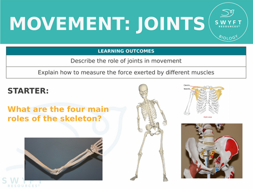 KS3 ~ Year 7 ~ Movement: Joints