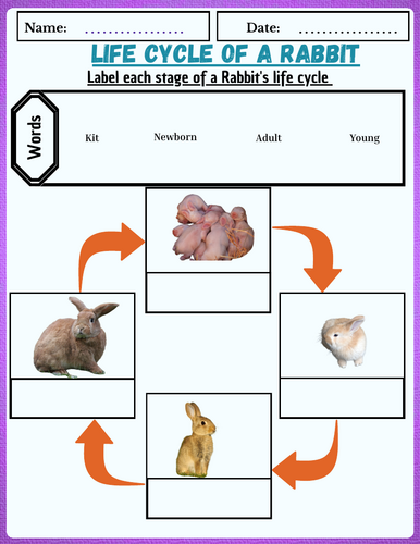 Life Cycle of a Rabbit Labeling, Coloring, Word Search
