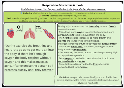 Respiration & Exercise – 6 Mark | Scaffolded/Differentiated (Anaerobic ...