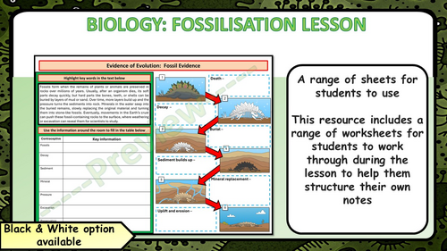 KS4 GCSE Biology / Science Fossil Lesson - Steps to Fossilization ...