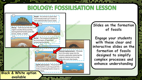 KS4 GCSE Biology / Science Fossil Lesson - Steps to Fossilization ...