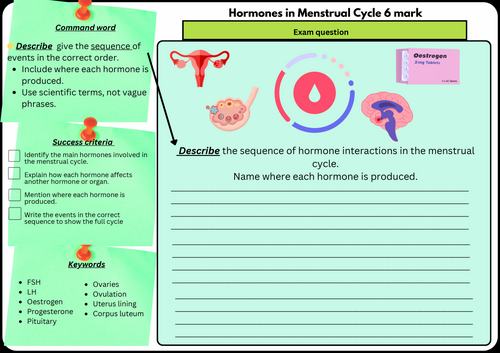 Hormones in Menstrual Cycle GCSE Biology 2 | 6 Mark Exam Question | Scaffolded/Differentiated