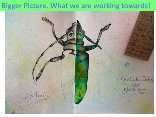 ks3 insect drawing / water colour painting | Teaching Resources