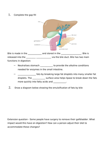 Role of Bile Worksheet | Teaching Resources