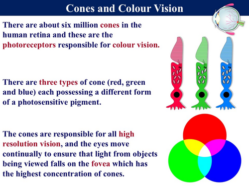 BIOA_3.6.1.2 Receptors The Eye (Retina) | Teaching Resources