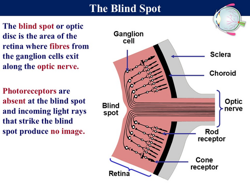 BIOA_3.6.1.2 Receptors The Eye (Retina) | Teaching Resources