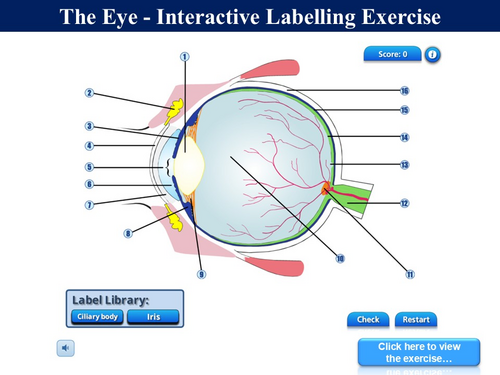 BIOA_3.6.1.2 Receptors The Eye (Retina) | Teaching Resources