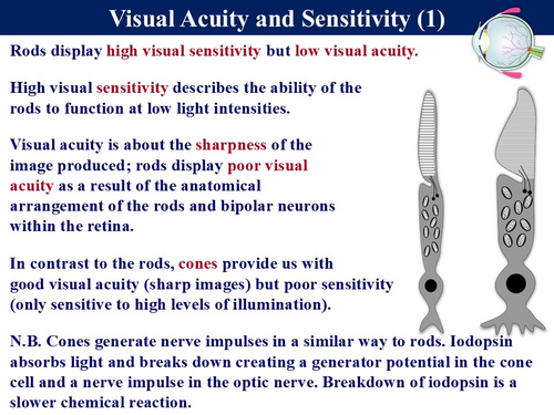 BIOA_3.6.1.2 Receptors The Eye (Retina) | Teaching Resources
