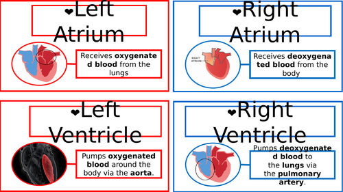 GCSE PE - Heart Wall Display | Teaching Resources