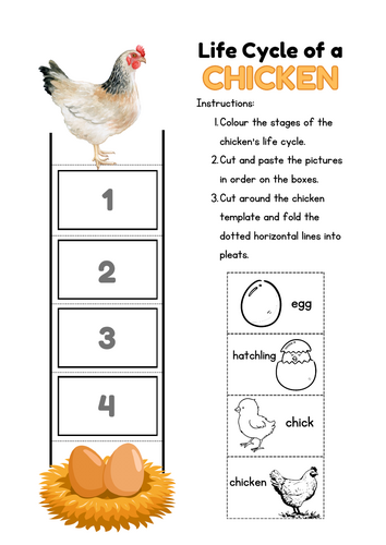 Chicken Life Cycle Craft, Science Activity for KS1