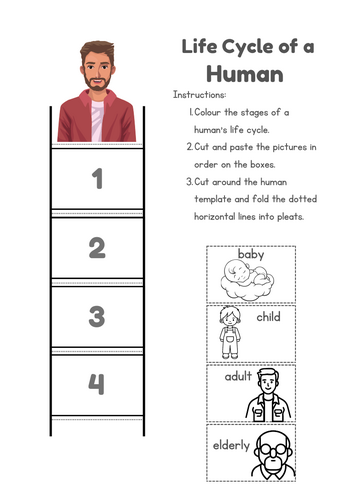 Life cycle of a human craft activity