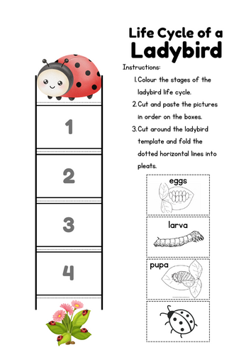 Ladybird Life Cycle Craft, Science Activity for KS1