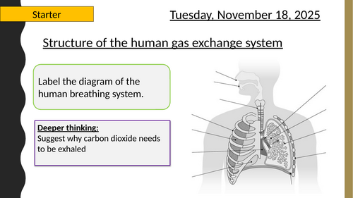 AQA A-Level New specification - 3.3.2 Gas exchange in Humans -TWO lessons!