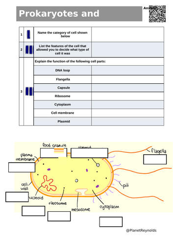 AQA GCSE Biology B1.3 – Eukaryotic and Prokaryotic Cells | Full Lesson ...