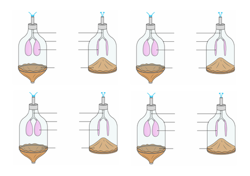 KS3 Science – Complete PowerPoint lesson on Gas Exchange and Exercise ...