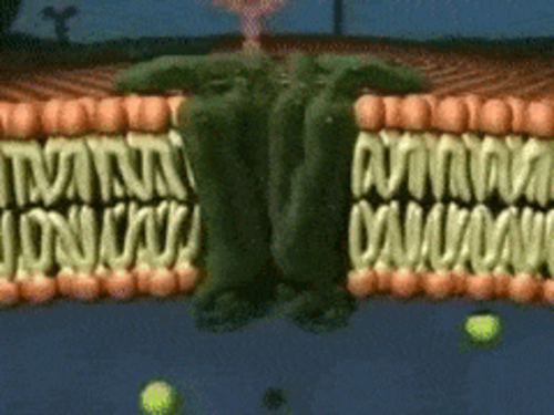 gif, 901.89 KB