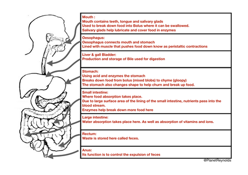 AQA GCSE Biology B3.2 – The Human Digestive System | Full Lesson ...