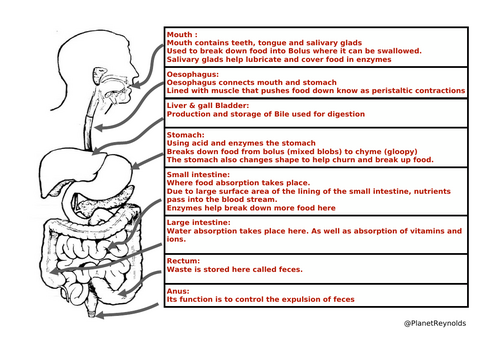 AQA GCSE Biology B3.2 – The Human Digestive System | Full Lesson ...