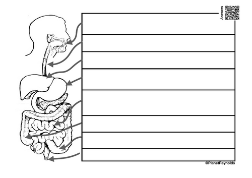 AQA GCSE Biology B3.2 – The Human Digestive System | Full Lesson ...