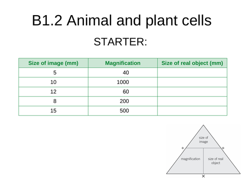 B1.2 Animal and plant cells