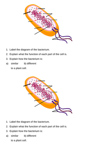 B1.3 Eukaryotic and prokaryotic cells