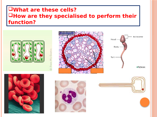 B1.4 Specialisation in animal cells