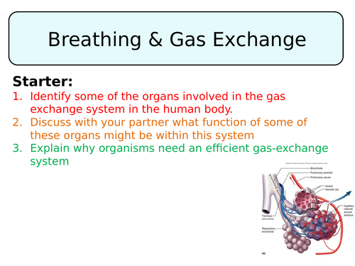 B4.5 Breathing and gas exchange