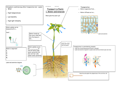 B4.9 Factors affecting transpiration