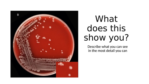 B5.3 Growing bacteria in a lab