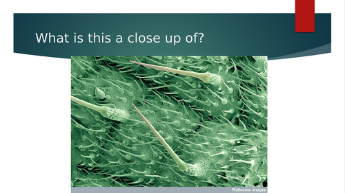 B5.11 Plant defence responses
