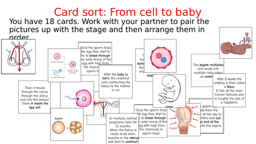 KS3 Fertilisation & Baby Development Card Sort | Teaching Resources