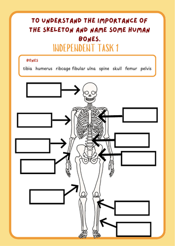 Year 3 To understand the importance of a skeleton and name some human ...