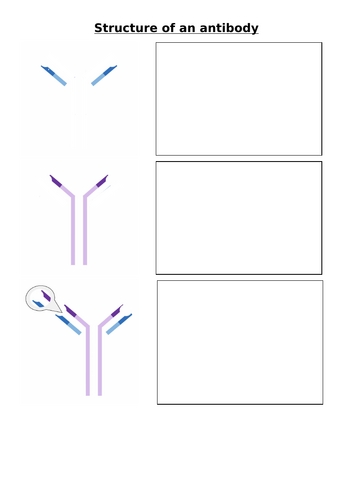 Antibodies – AQA A-Level Biology (Chapter 5: Cell Recognition and the ...