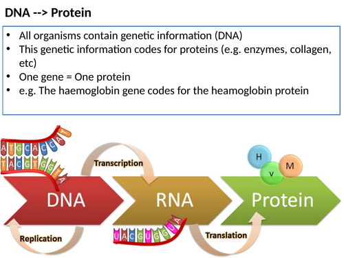A-Level Biology: Gene Expression & Cancer | Teaching Resources