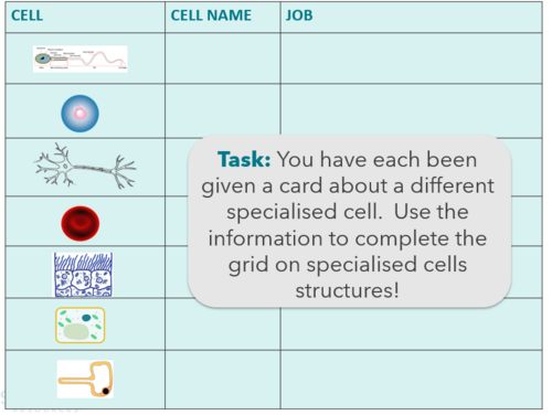 NEW WJEC (2026) GCSE Science - Specialised Cells | Teaching Resources