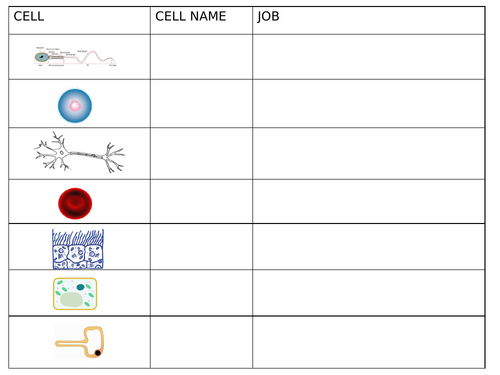 NEW WJEC (2026) GCSE Science - Specialised Cells | Teaching Resources