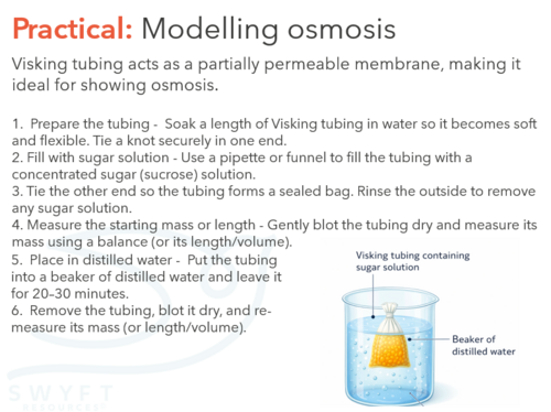 NEW WJEC (2026) GCSE Science - Osmosis | Teaching Resources