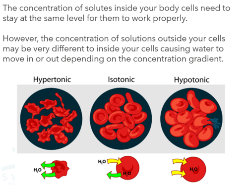 NEW WJEC (2026) GCSE Science - Osmosis | Teaching Resources