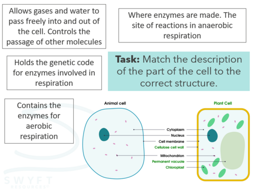 NEW WJEC (2026) GCSE Science - Aerobic respiration | Teaching Resources